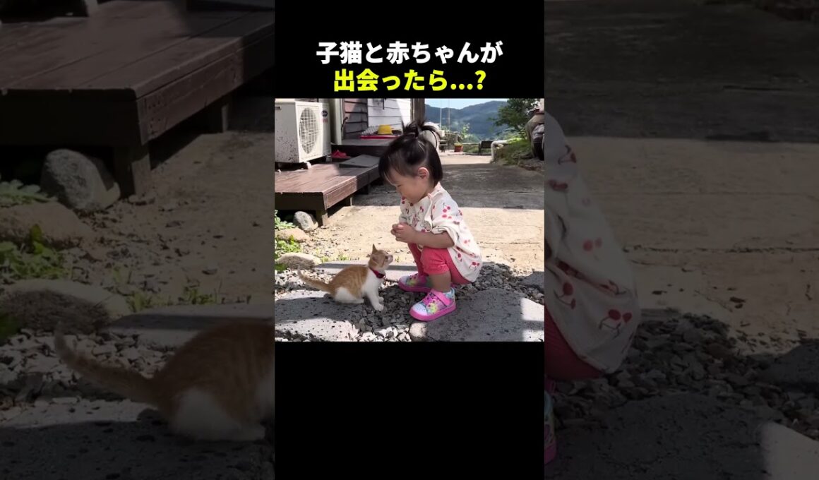 赤ちゃんと子猫の初めての出会い