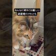 ちょっかい #cat #猫のいる暮らし #猫のいる生活 #メインクーン