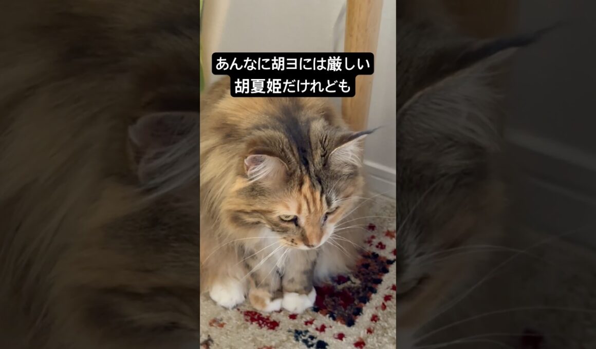 ちょっかい #cat #猫のいる暮らし #猫のいる生活 #メインクーン