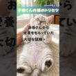 【衝撃の事実】実は子猫にも「みんなと同じアレ」があるって知ってた？毛の奥に隠されたお母さんとの絆の証拠…！愛猫の可愛いお腹を今すぐチェックしてみて！ #shorts #子猫 #猫のトリビア #猫の雑学