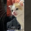 🐱子猫のミルクタイム🍼とのめたねダンス   #cat #kitten #猫 #子猫 #ねこ #こねこ #shorts  #猫のいる暮らし