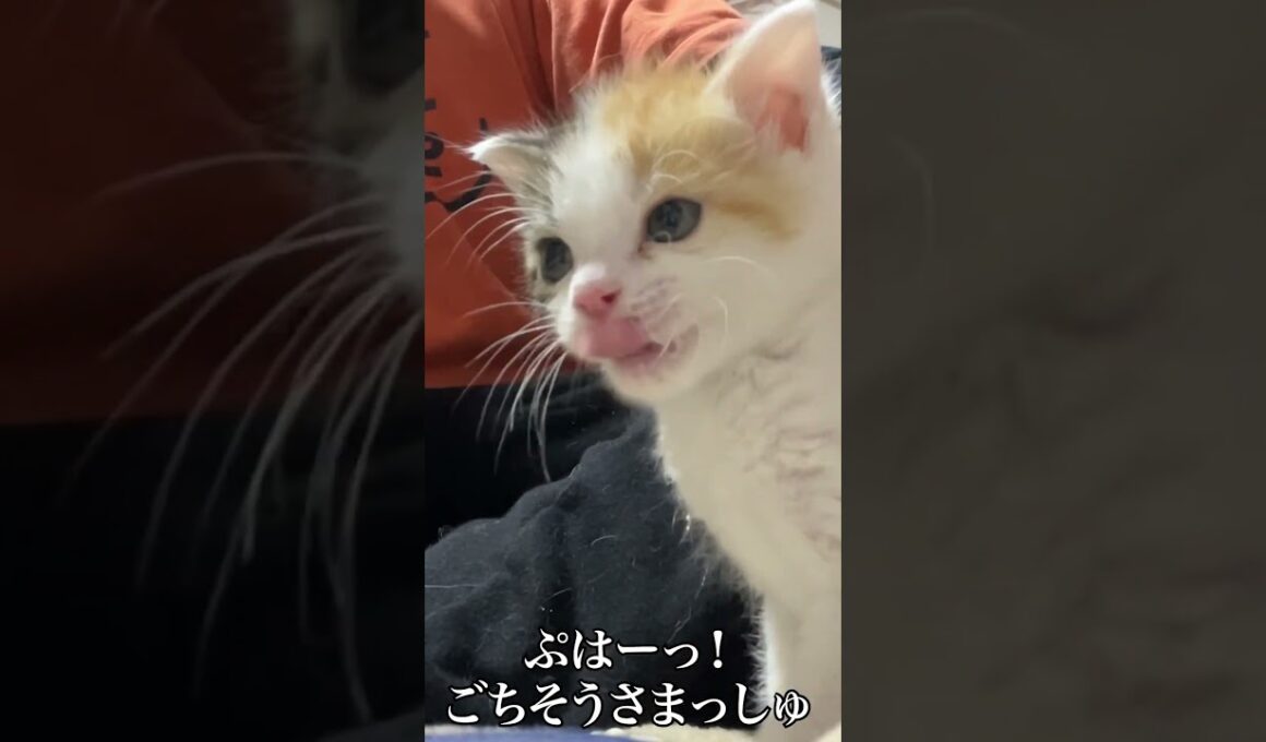 🐱子猫のミルクタイム🍼とのめたねダンス   #cat #kitten #猫 #子猫 #ねこ #こねこ #shorts  #猫のいる暮らし