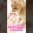 【ペットショップマルワン東日暮里店】スリスリ名人の甘えん坊なソマリの女の子！