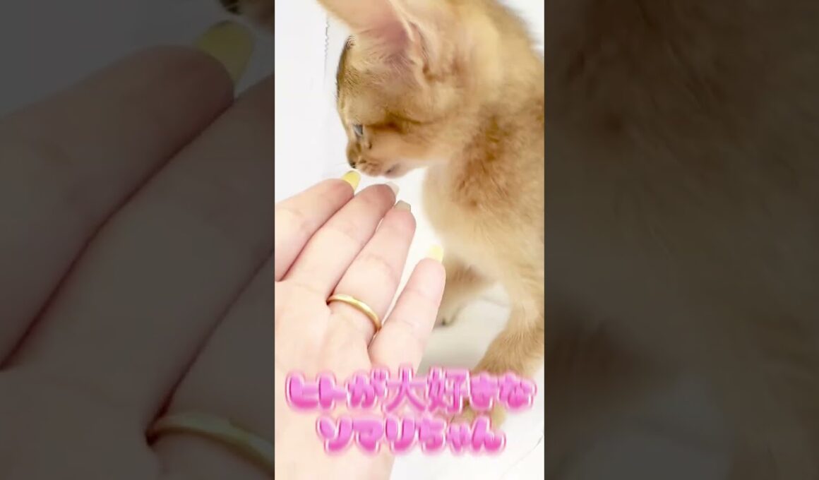 【ペットショップマルワン東日暮里店】スリスリ名人の甘えん坊なソマリの女の子！