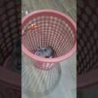 Cat surprises 😮 🐈 😻 🐈‍⬛️ #cat #1milio #kitten #like #funny #viral #pets #kitty #mycat #kittytv #lol