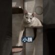 ロシアブルー | 仔猫▶️成猫 | Russian Blue cat