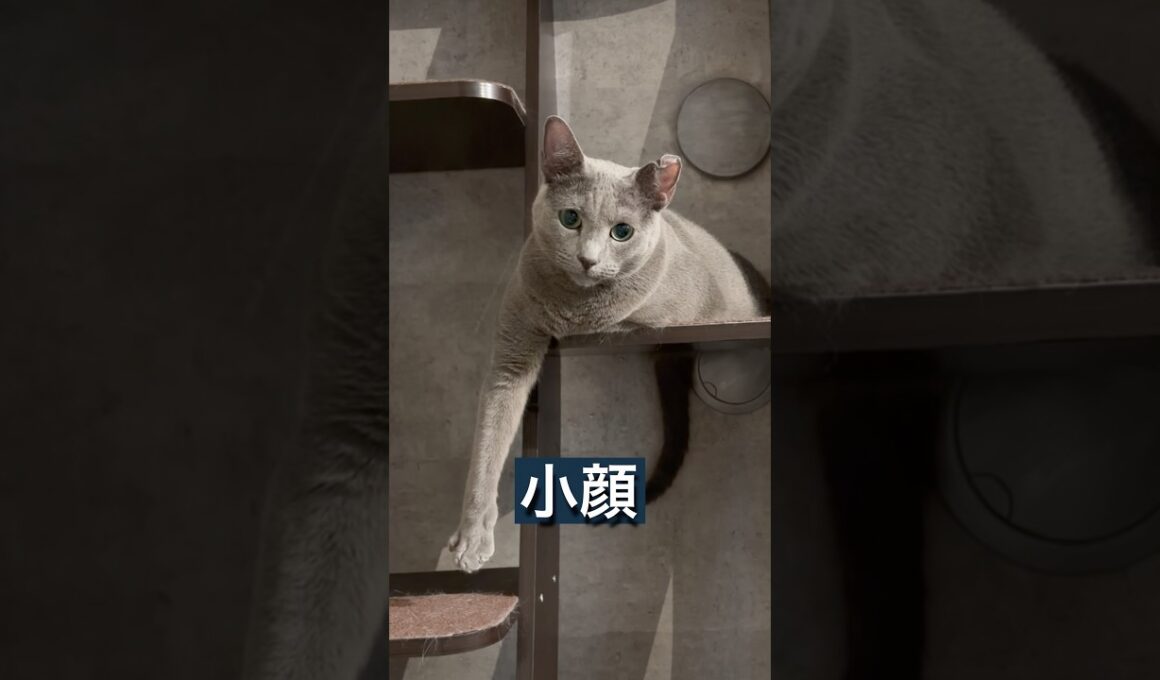 ロシアブルー | 仔猫▶️成猫 | Russian Blue cat