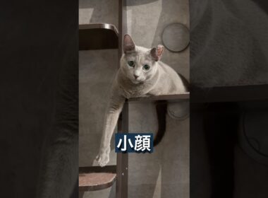 ロシアブルー | 仔猫▶️成猫 | Russian Blue cat