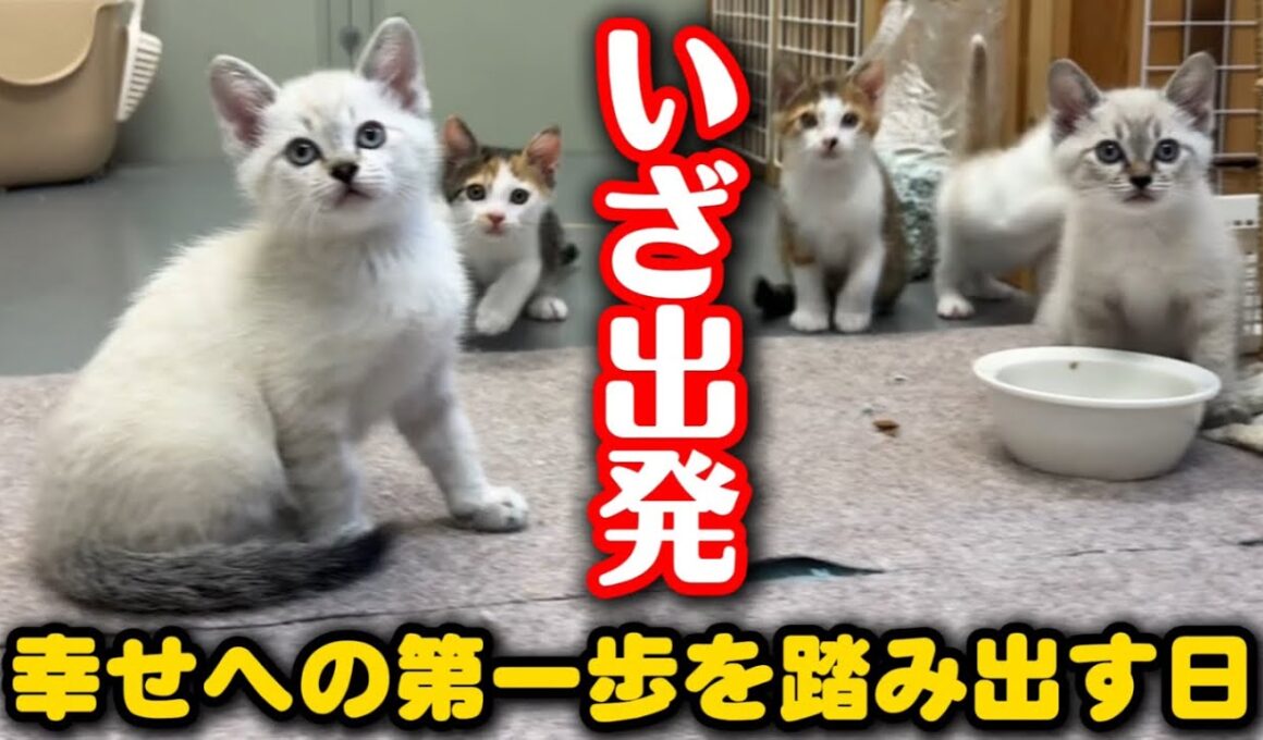 子猫が生まれて初めてママ猫から離れる日