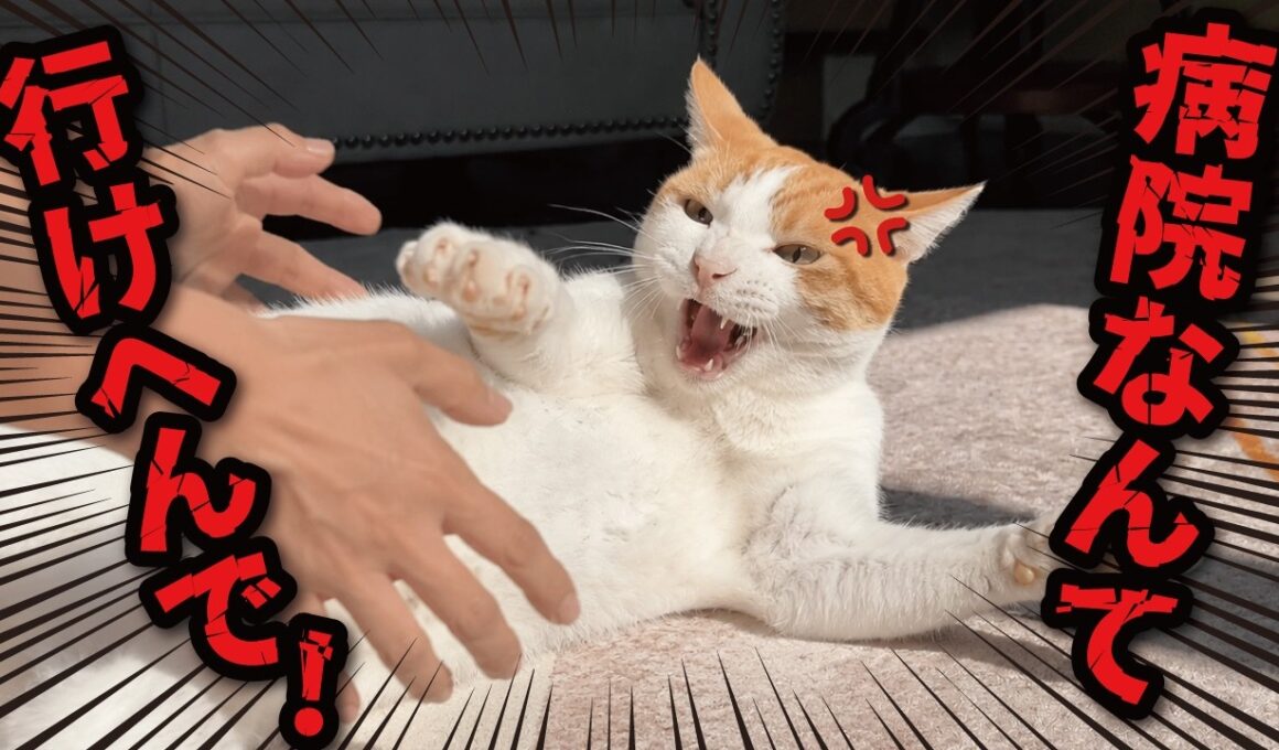 師匠がケガをしてしまいました