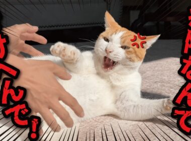師匠がケガをしてしまいました