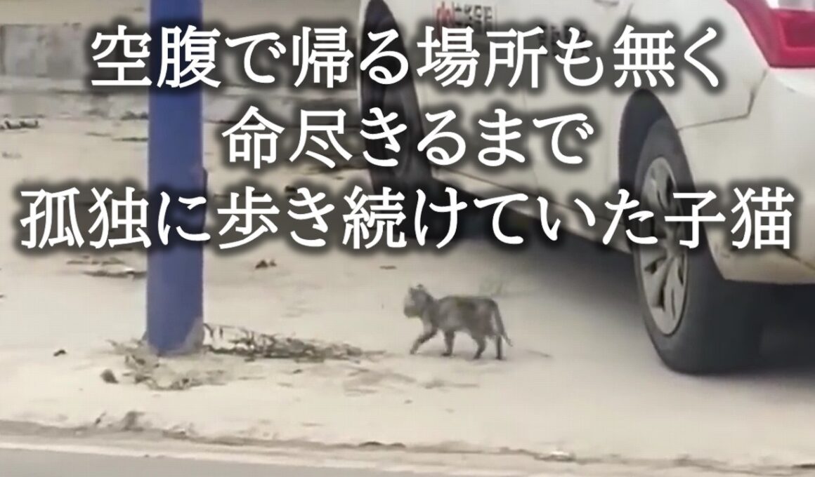 子猫の鳴き声は誰にも聞こえなかった。そんな子猫の後ろ姿を見た女性から生まれた確固たる決心。【猫にまつわる感動話】 #子猫 #猫動画 #保護猫 #感動 #感動する話 #家族 #animals #cat