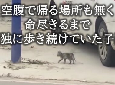 子猫の鳴き声は誰にも聞こえなかった。そんな子猫の後ろ姿を見た女性から生まれた確固たる決心。【猫にまつわる感動話】 #子猫 #猫動画 #保護猫 #感動 #感動する話 #家族 #animals #cat