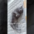 【ロシアンブルー】めろん...今日も穏やかに過ごせました🥰ゆっくりおやすみ🌙【猫】#shorts