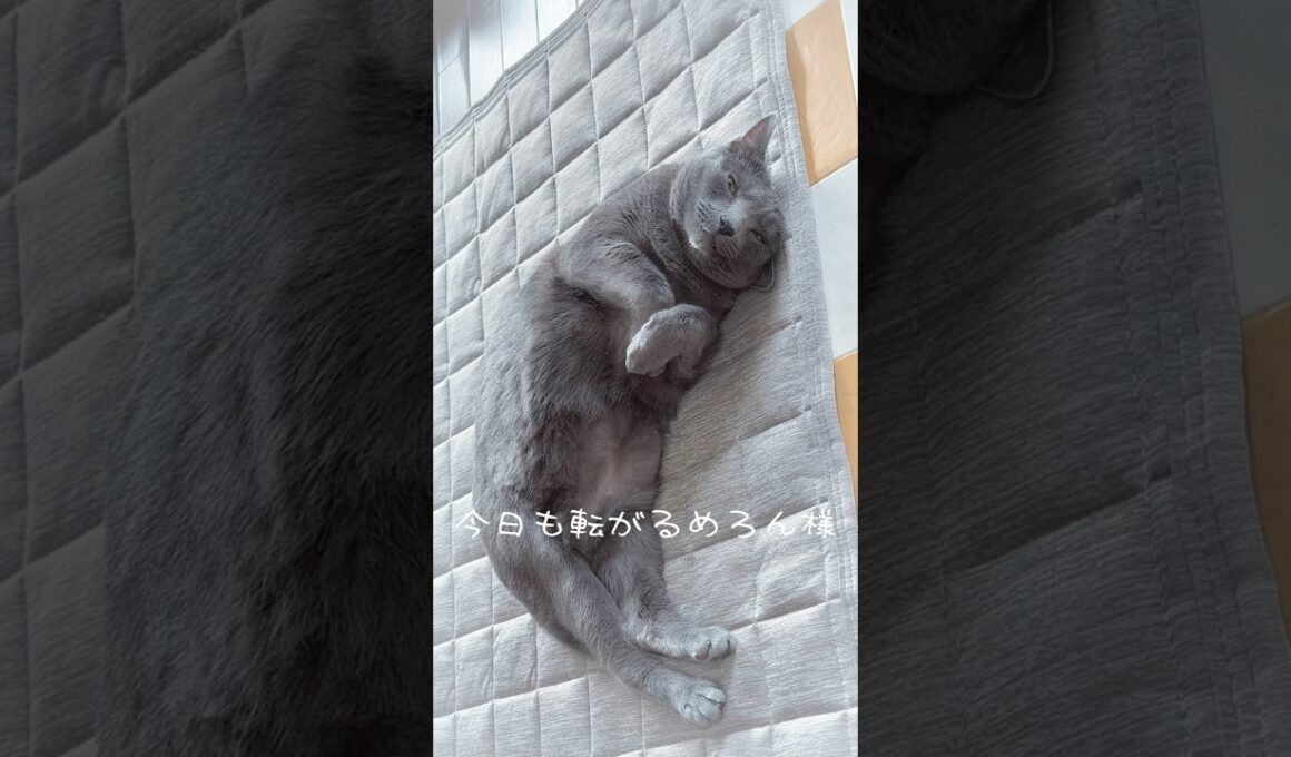 【ロシアンブルー】めろん...今日も穏やかに過ごせました🥰ゆっくりおやすみ🌙【猫】#shorts