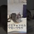 アビシニアンとは その74 寛いでいる時の表情が最高に可愛い猫ちゃん #shorts #猫 #アビシニアン