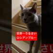 今日も今日とておニャーコロ#ロシアンブルー #猫