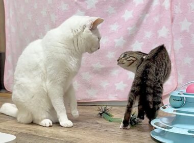 張り切りすぎた子猫。やんのかステップが炸裂！【ひまわり＆屋台兄弟日記】The kitten got so hyped up and started crab-walking