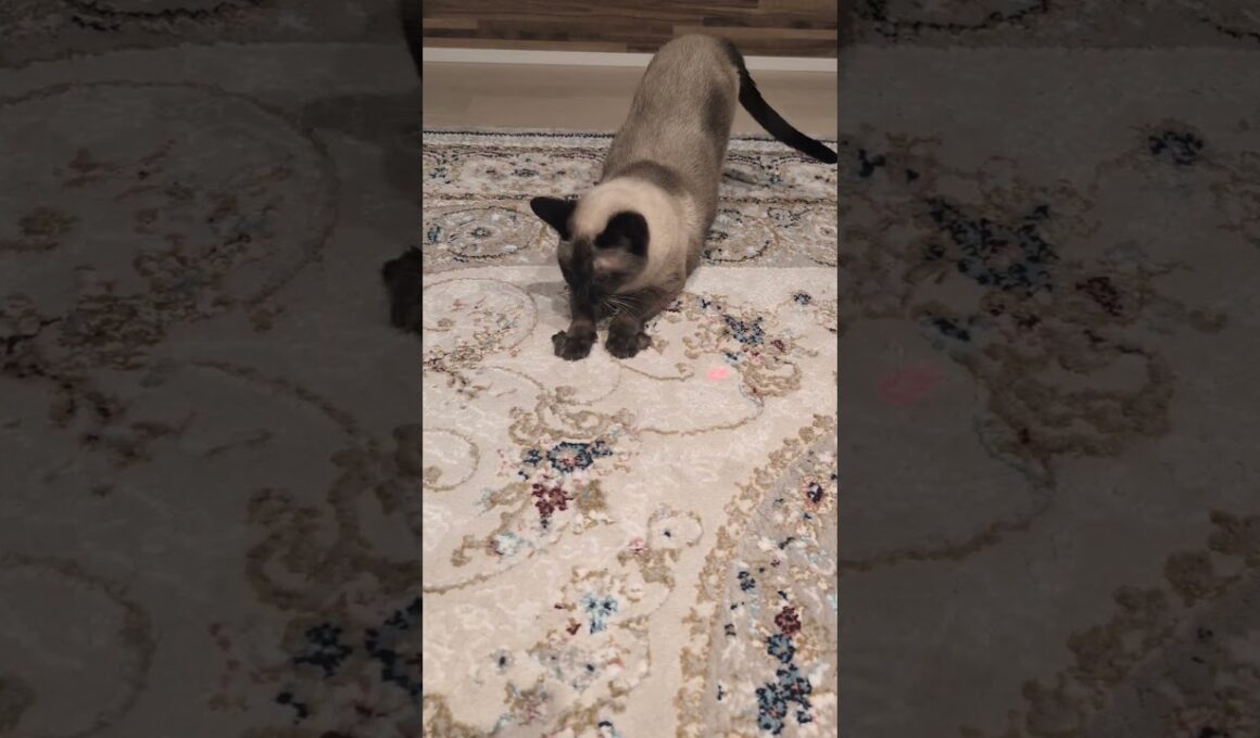 シャム猫ぴょんぴょん😺 - Cats hopping - #shorts #cat