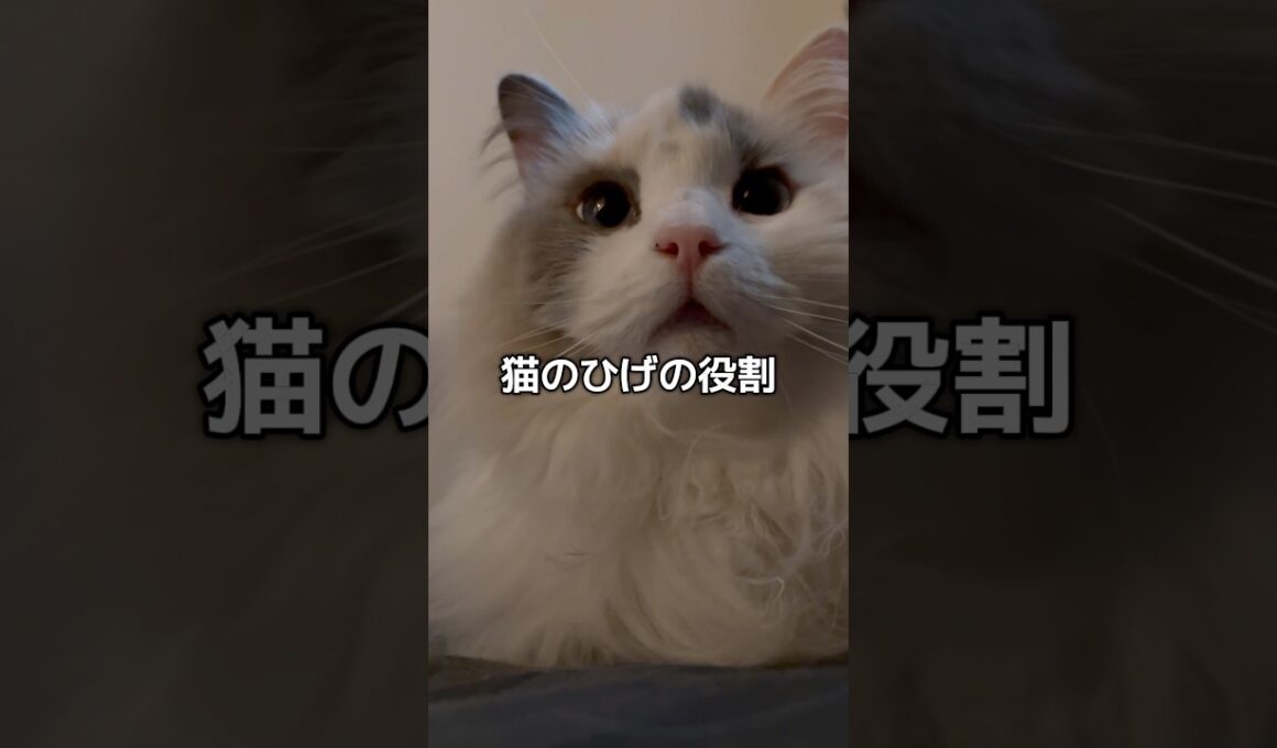 (  ¯灬¯  )#shorts #猫 #cat #ラグドール #猫のいる暮らし