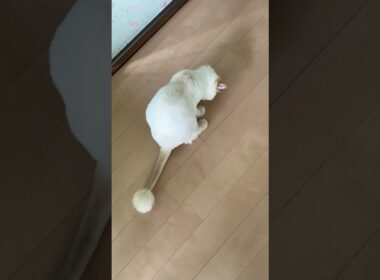 久しぶり「イカちゃん」に感激の「足反応」【猫：今日のひとコマ】ホワイトヒマラヤン15歳チーノ　#cat #cute #猫のいる暮らし