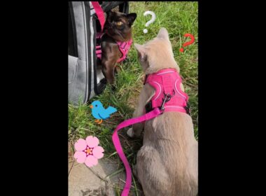 Two burmese cats' first summer travel and walk | ビルマ猫の初めての夏の旅行と散​​歩