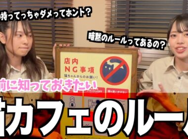 【これだけ知ってればOK】お客さんが知らない？猫カフェのルール