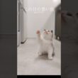 とんでもなく可愛い🤦🏻‍♀️ #shorts #子猫 #猫 #ラグドール #甘えん坊猫 #猫のいる暮らし