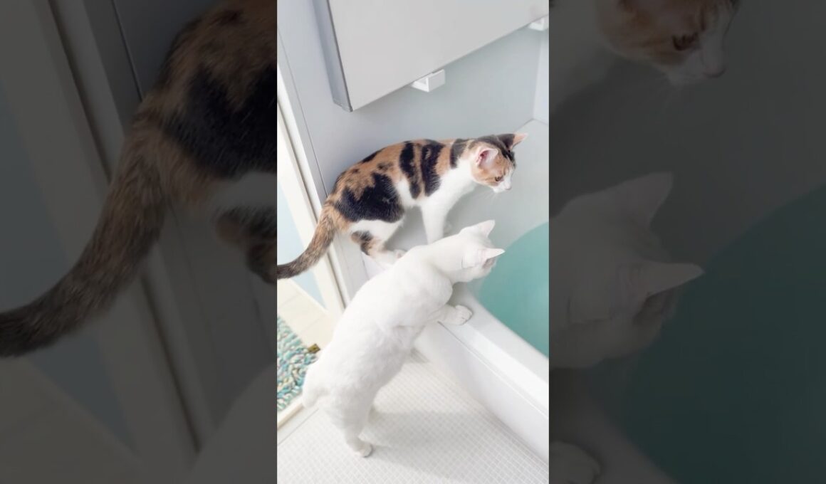 お風呂場を大冒険する子猫たち）202 #保護猫 #猫 #cat #kitten #子猫 #猫部
