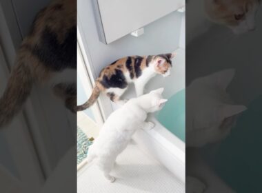 お風呂場を大冒険する子猫たち）202 #保護猫 #猫 #cat #kitten #子猫 #猫部