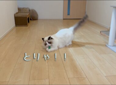 ネズちゃん相手に本気すぎる猫