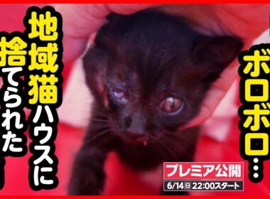 【子猫 保護】酷い猫風邪で捨てられた子猫を緊急保護！必死に生きる小さな命【前編】