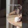 お詫びいたします。 #cutecat #catlove #猫のいる暮らし #メインクーン
