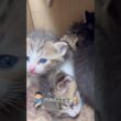 CS846 子猫が産まれた⑯ #子ネコ #cat