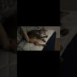 男同士のじゃれあい#shorts #ねこ #cat #アビシニアン #猫のいる暮らし