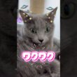 宇宙船に乗ったつもりの猫❤️ #猫 #ロシアンブルー #catshorts #shorts