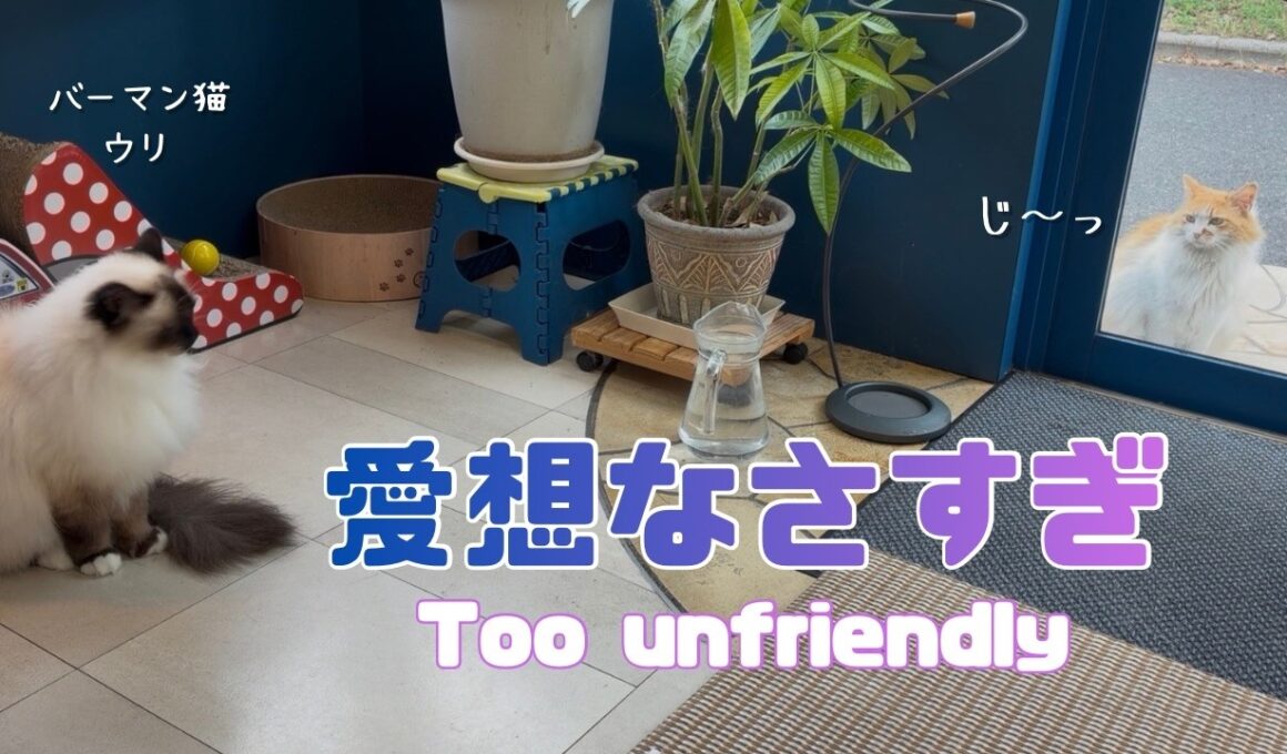 バーマン猫ウリとラフ【愛想なさすぎ】Too unfriendly（バーマン猫）Birman/Cat