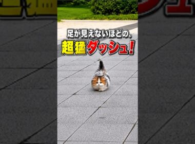 カメラに向かって超猛ダッシュで爆走してくる子猫