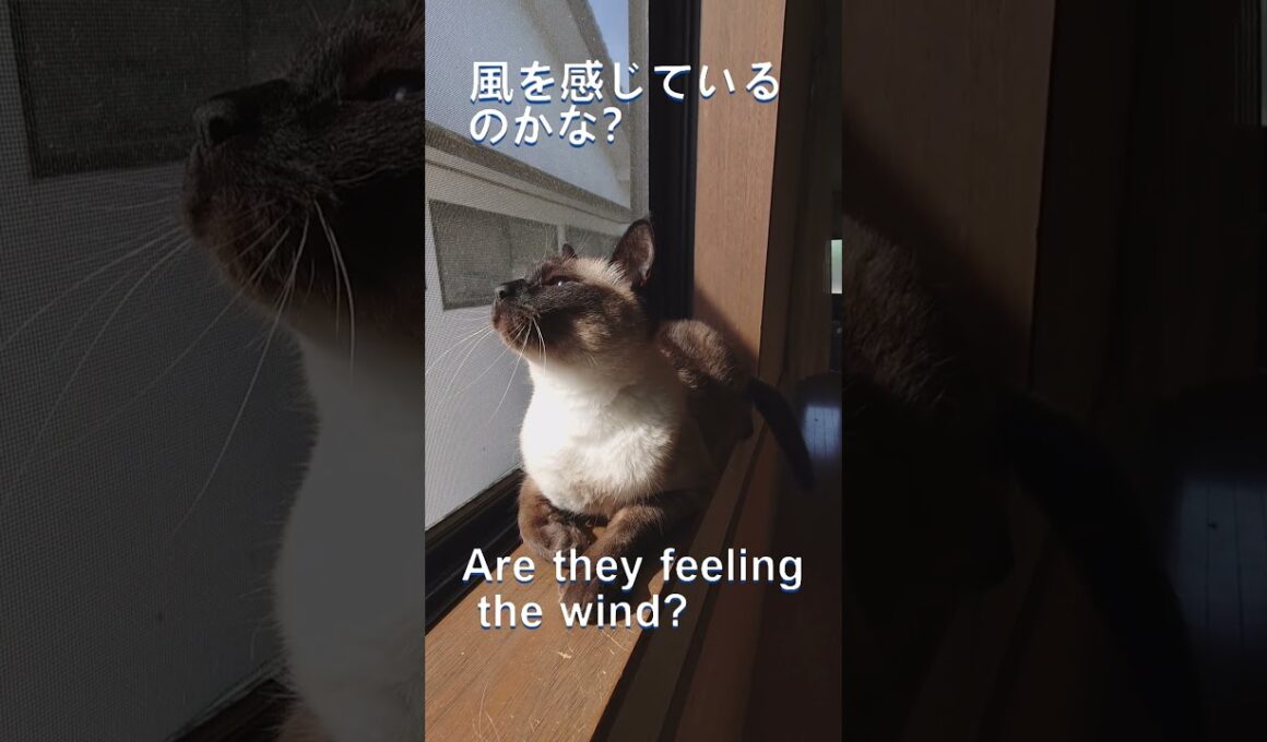 窓辺のシャムミックス-Siamese mix by the window-　#保護猫　#猫多頭飼い　#シャムミックス
