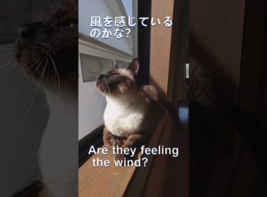 窓辺のシャムミックス-Siamese mix by the window-　#保護猫　#猫多頭飼い　#シャムミックス