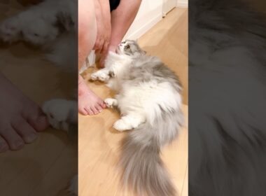 パパのそばは、落ち着くようです☁️  #大吉 #短足マンチカン #猫 #マンチカン #cat