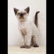 セルカークレックス子猫　Selkirk Rex　2026.3.31産まれ　　シールポイント　巻き毛　男の子　シーダキャット猫のお店