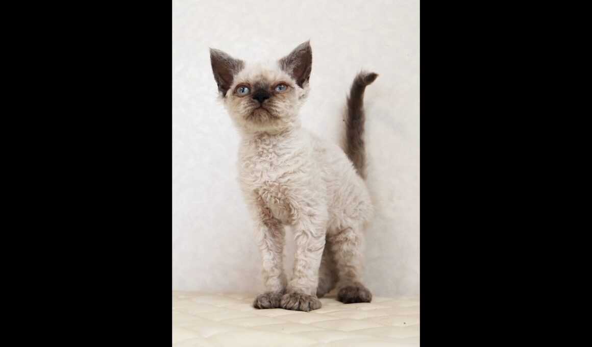 セルカークレックス子猫　Selkirk Rex　2026.3.31産まれ　　シールポイント　巻き毛　男の子　シーダキャット猫のお店