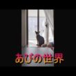 ネコ動画あび＃6057　あびの毎日　アビシニアン　あび