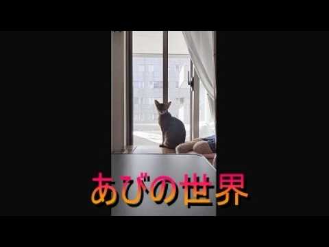 ネコ動画あび＃6057　あびの毎日　アビシニアン　あび