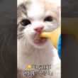 🐱子猫の朝のあいさつとミルクケア🍼   #cat #kitten #猫 #子猫 #ねこ #こねこ #保護猫  #shorts  #猫のいる暮らし