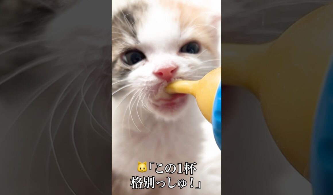🐱子猫の朝のあいさつとミルクケア🍼   #cat #kitten #猫 #子猫 #ねこ #こねこ #保護猫  #shorts  #猫のいる暮らし