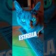 Blue Kitten Estrella