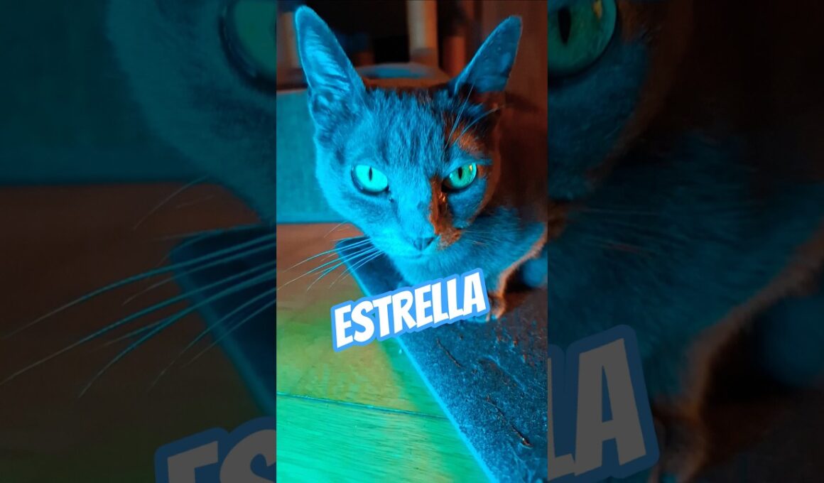 Blue Kitten Estrella