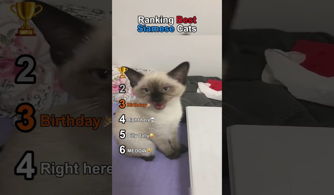 Ranking Best Siamese Cats